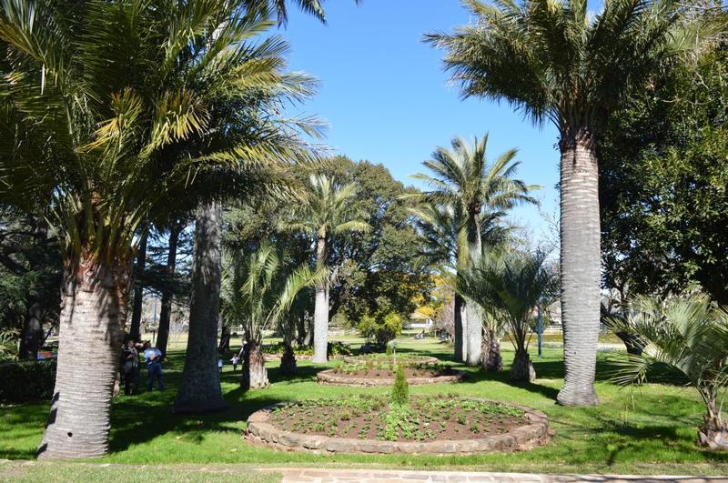Garden beds and Chilean wine palms at Laurel Bank Park, Toowoomba